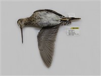 藏品(中地鷸)的圖片